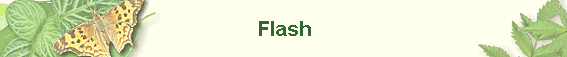 Flash